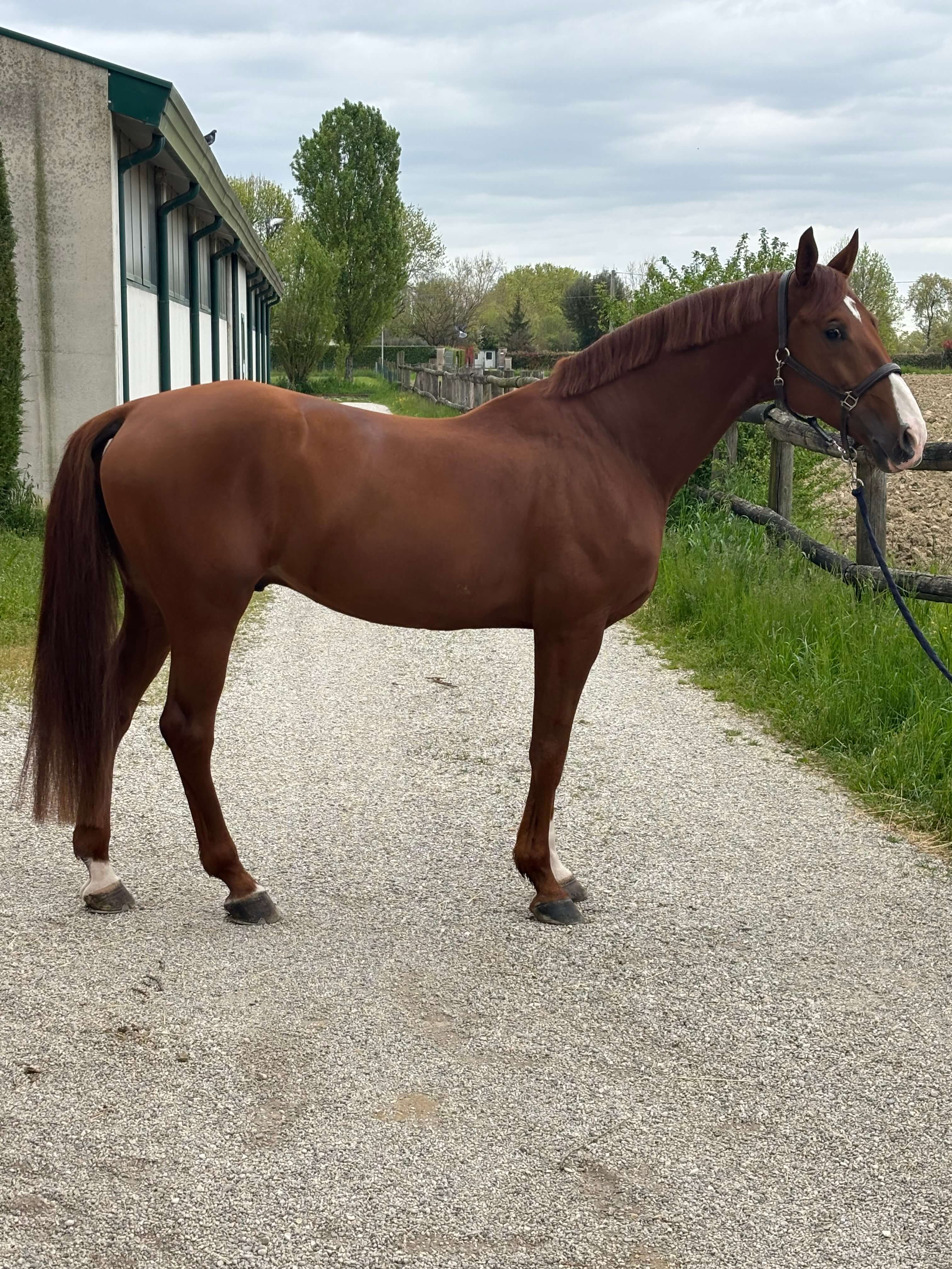 Immagine di Cavallo