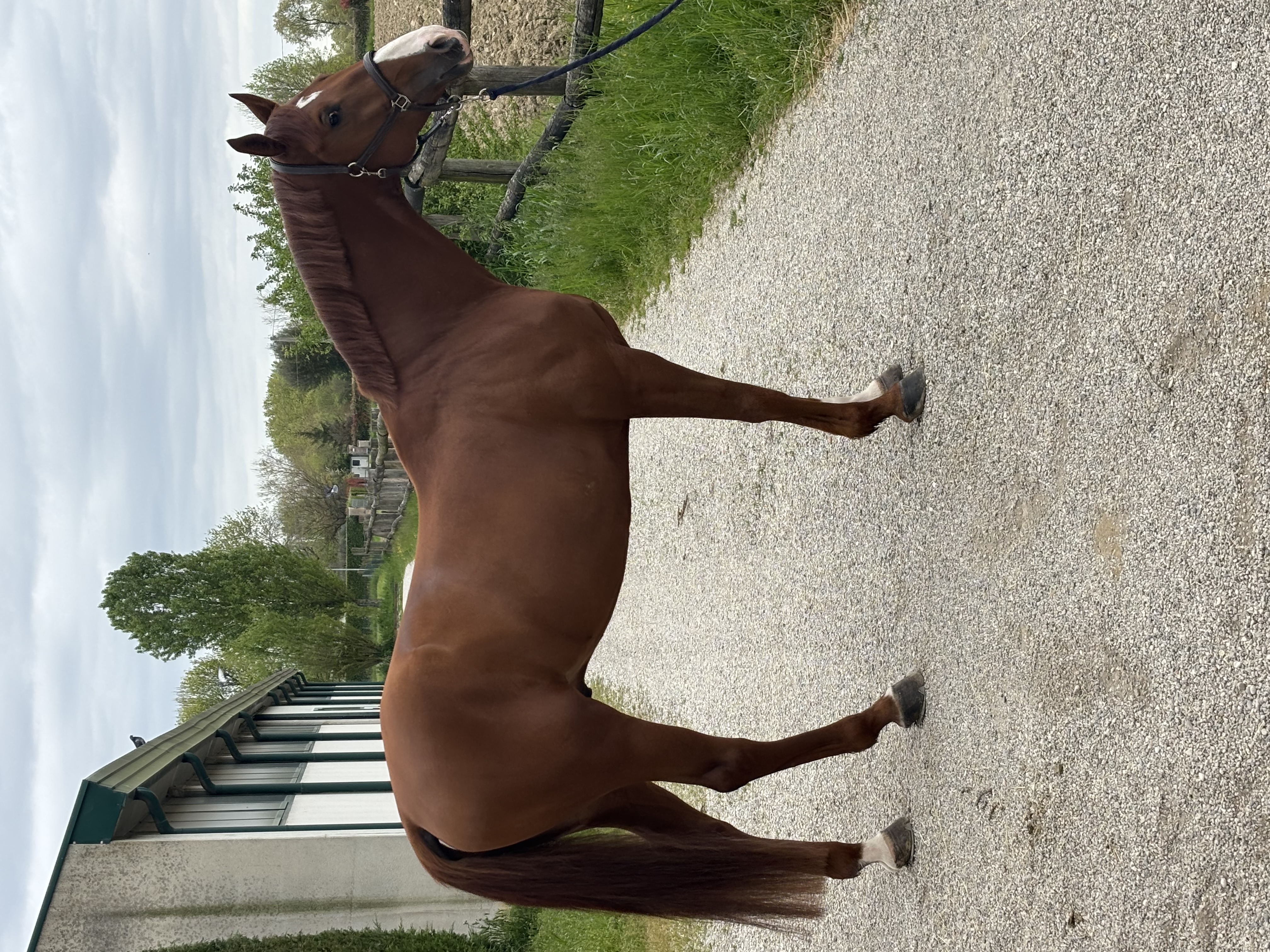 Immagine di Cavallo