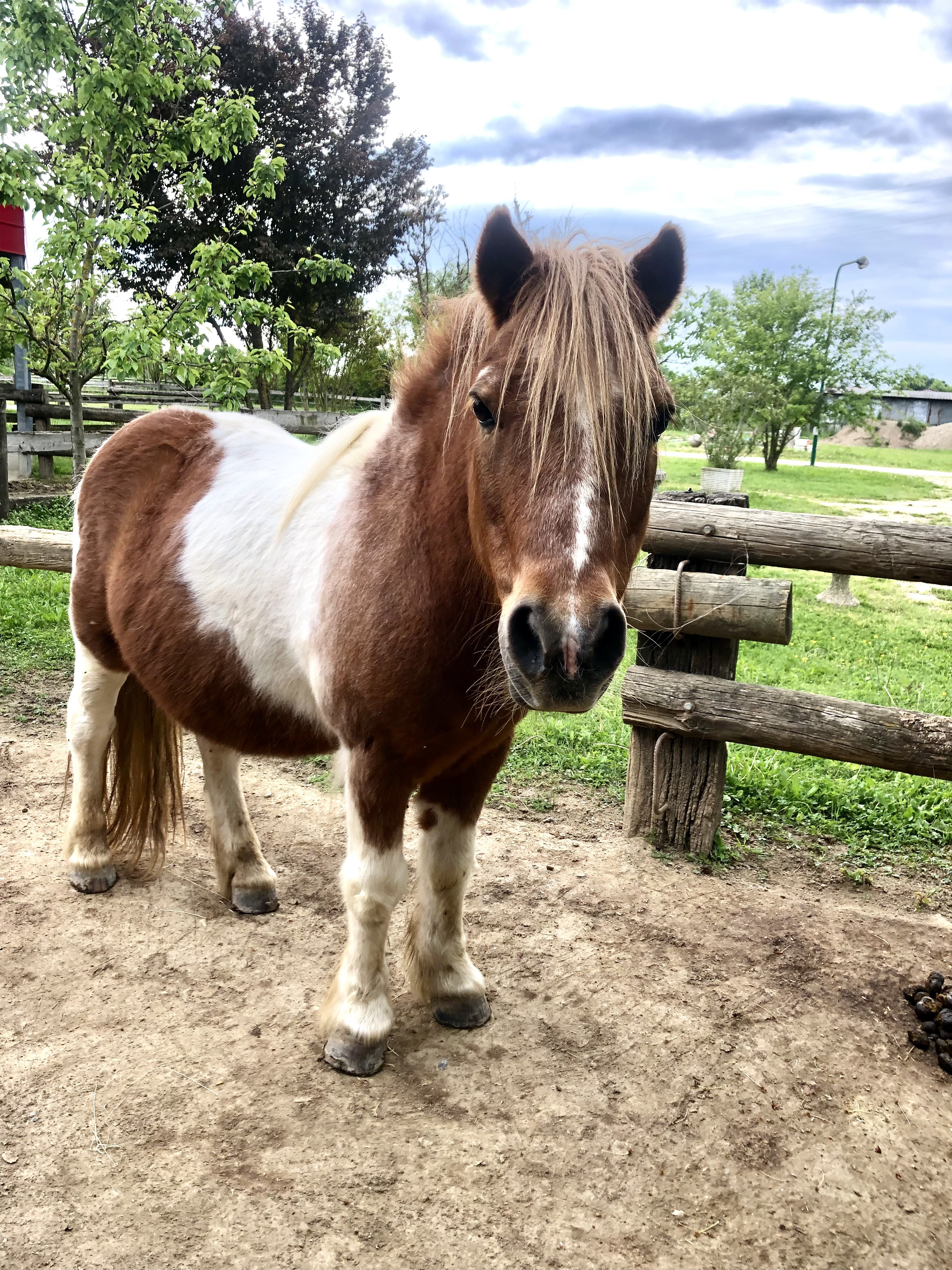 Immagine di Pony